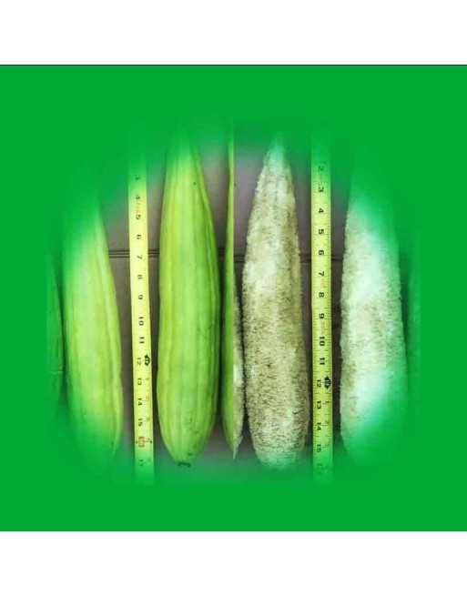 Smooth Luffa Cylindrica, Tri-Leaf Type, Luffa Seeds - [ Seed2Go.ca ] - [Seed Packets] - Okra - 