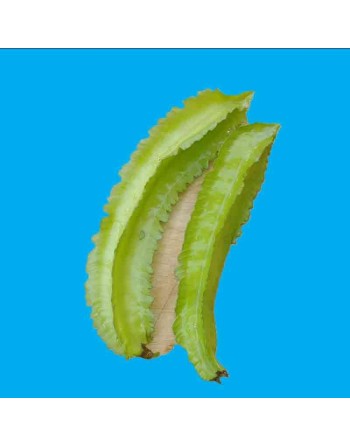 Winged Pole Bean, Oriental Bean Seeds, 四角豆 Sì Jiǎo Dòu - [ Shop Canadian Seeds Online ]  - Bean/Pea - 