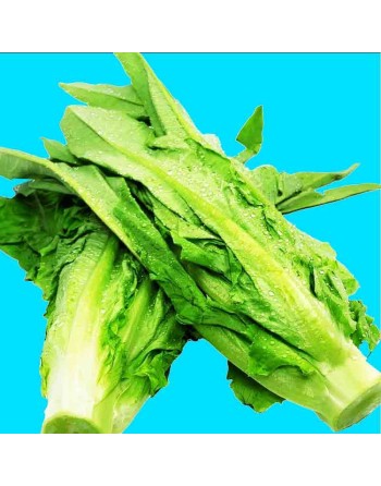 Sword Choy Lettuce, Romaine Type 油麦菜, A-Choy, Yu Mai Tsai, Pointed Leaf lettuce Seeds - [ Shop Canadian Seeds Online ]  - Lettuc