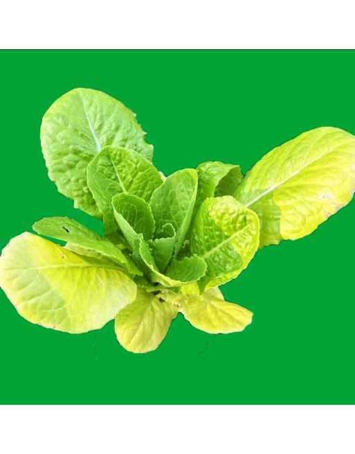Apple Romaine Leaf, Cut Again Type, Romaine Seeds - [ Shop Canadian Seeds Online ]  - Lettuce - 