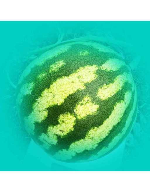 Crimson Sweet Watermelon, Watermelon Seeds - [ Shop Canadian Seeds Online ]  - Watermelon - 