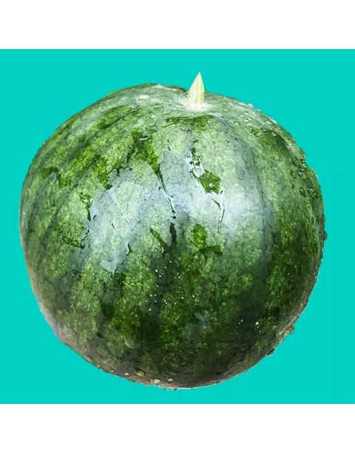 Sugar Baby Watermelon, Watermelon Seeds - [ Shop Canadian Seeds Online ]  - Watermelon - 