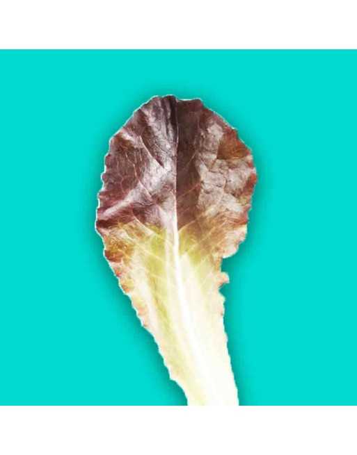 Baby Red Romaine Spring Mix Leaf, Lettuce Seeds - [ Shop Canadian Seeds Online ]  - Lettuce - 