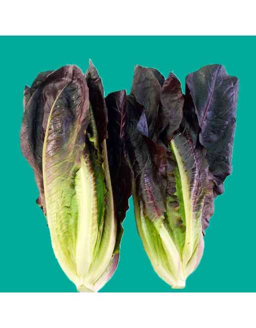 Red Romaine Cos Lettuce, Romaine Lettuce - [ Shop Canadian Seeds Online ]  - Lettuce - 