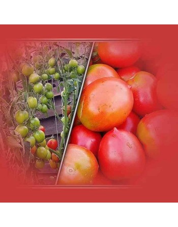Cousin Matina Paste Tomato, Austrian Origin, Tomato Seeds - [ Seed2Go.ca ] - [Seed Packets] - Tomato Seeds - 