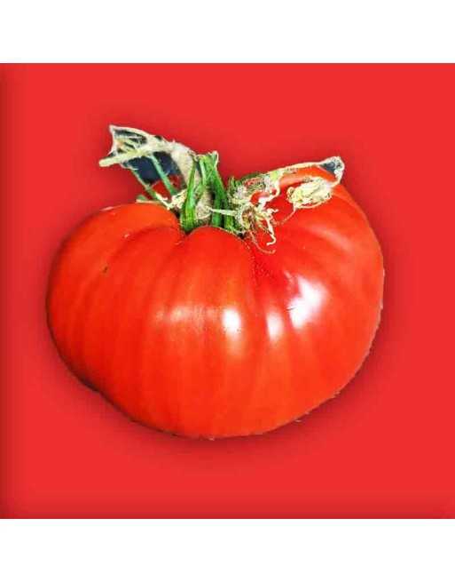 Beefsteak Tomato, Beef Tomato Seeds - [ Seed2Go.ca ] - [Seed Packets] - Tomato Seeds - 