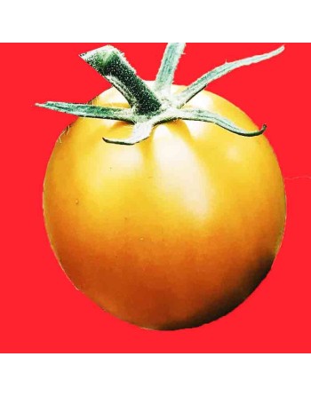 Citrus Jaune Flammé Tomato Seeds, France, Organic - [ Shop Canadian Seeds Online ]  - Grape & Cherry Tomatoes - 
