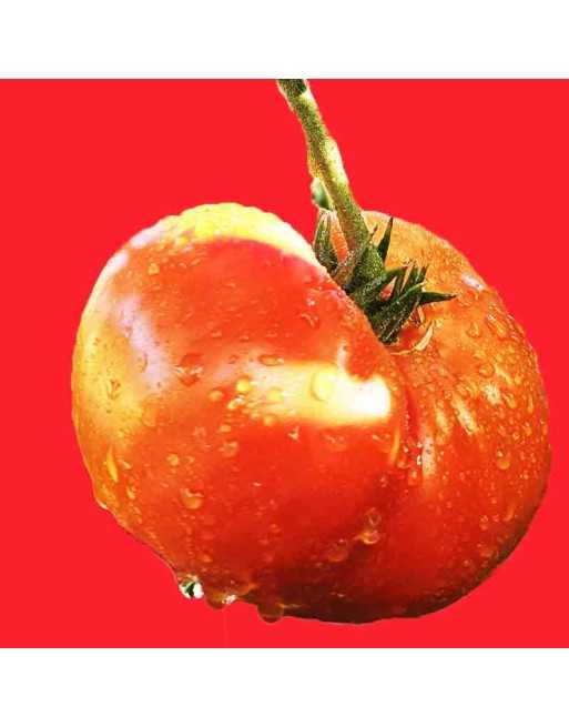 Resurrected Extinct Giant Crimson Tomato, Beefsteak/Slicer Seeds - [ Shop Canadian Seeds Online ]  - Tomato Seeds - 
