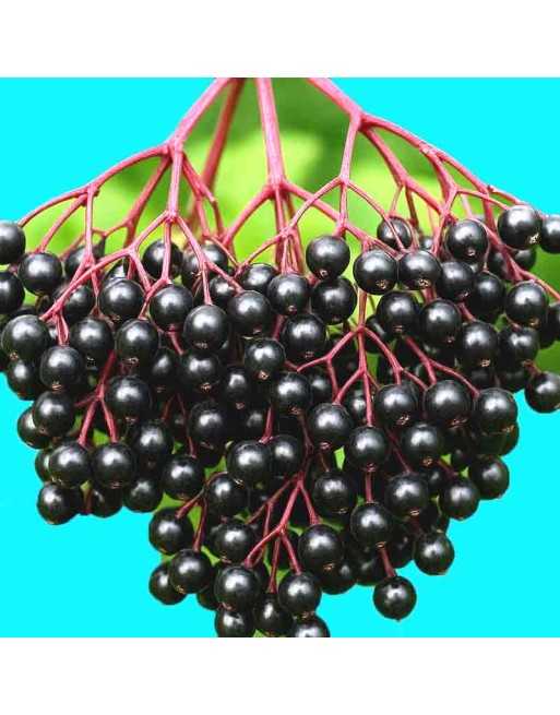 Elderberry Berry Seeds - [ Seed2Go.ca ] - [Seed Packets] - Fruits and Berry Seeds - 