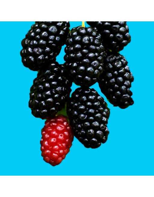 Mulberry Berry Seeds - [ Seed2Go.ca ] - [Seed Packets] - Fruits and Berry Seeds - 