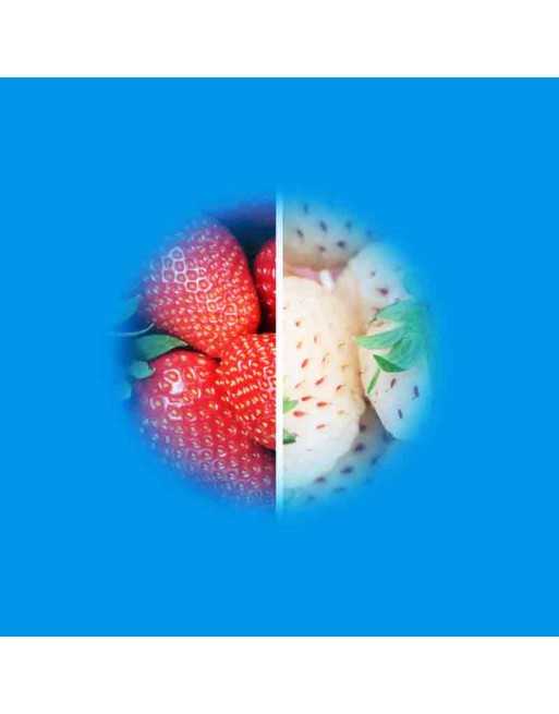 Strawberry Festival, Alpine Mixture, Small Red and White Alpine Strawberries - [ Seed2Go.ca ] - [Seed Packets] - Strawberry - 