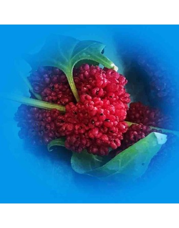 Strawberry Spinach Fruit Seeds - [ Seed2Go.ca ] - [Seed Packets] - Strawberry - 