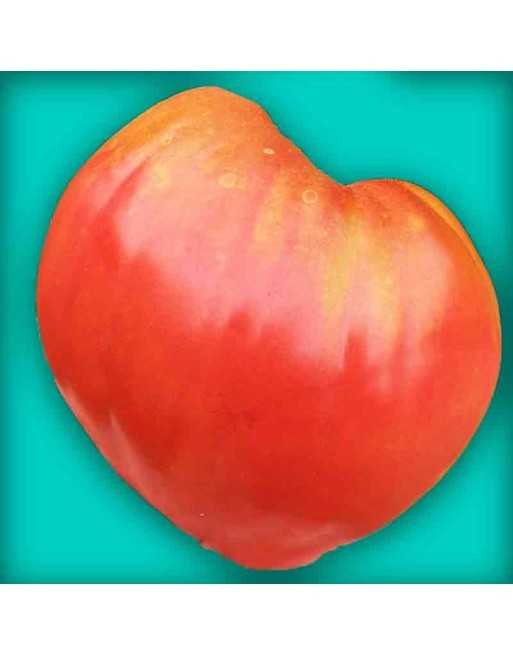 Anna Russian Cuor di Beau, Oxheart Tomato Seeds - [ Seed2Go.ca ] - [Seed Packets] - Tomato Seeds - 