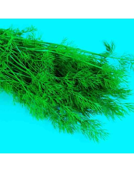 Bunching Hera Dill Herb Seeds, Babylonians and Assyrians, Italians and Greeks - [ Shop Canadian Seeds Online ]  - Herb Seeds - 