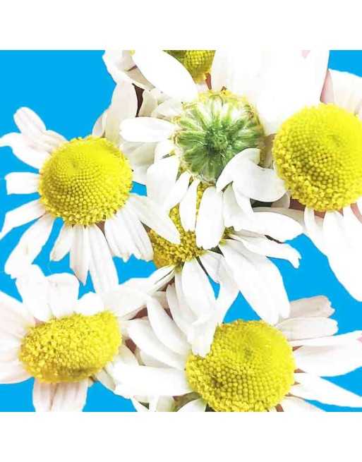 German Chamomile, Matricaria Chamomilla, Annual, Chamomile Herb Seeds - [ Seed2Go.ca ] - [Seed Packets] - Herb Seeds - 
