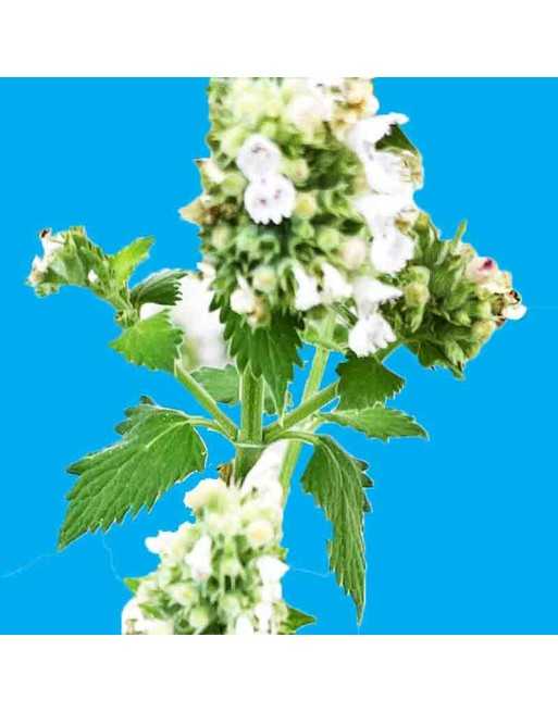 Sweet Cicely Anise Herb,  Egypt and Mediterranean, Herb Seeds - [ Seed2Go.ca ] - [Seed Packets] - Herb Seeds - 