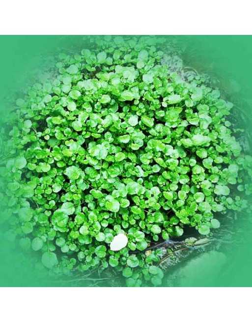 True Aqua Watercress Spice, Large Leaf Variety, Watercress Seeds - [ Seed2Go.ca ] - [Seed Packets] - Herb Seeds - 