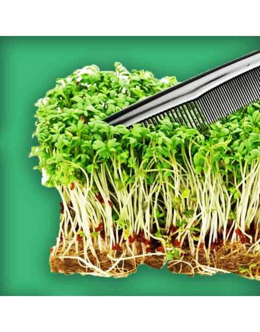 Garden Cress Peppergrass, Peppercress Seeds, Curled Cress - [ Seed2Go.ca ] - [Seed Packets] - Herb Seeds - 