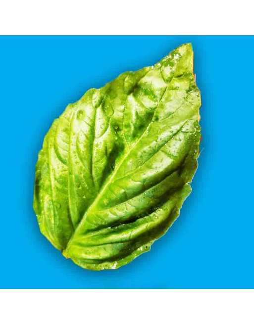 Napoletano Bolloso, Italian Basil, Italian Large Leaf Basil Seeds - [ Seed2Go.ca ] - [Seed Packets] - Herb Seeds - 