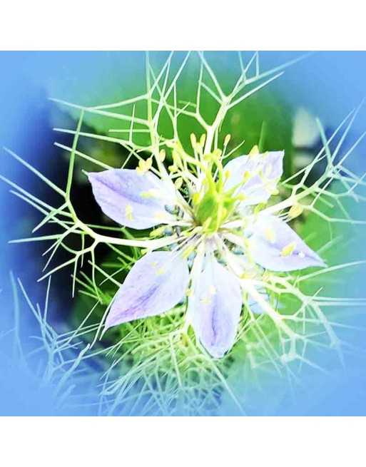 Roman Coriander Cumin, Black Cumin, Nutmeg Flower, Cumin Seeds - [ Seed2Go.ca ] - [Seed Packets] - Cumin - 