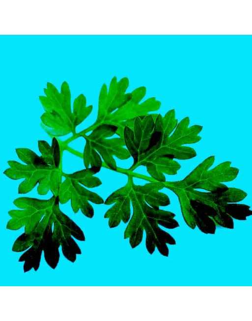 Chervil, French Parsley, Curled, Vertissimo, Persil Cerfeuil, Chervil Seeds - [ Seed2Go.ca ] - [Seed Packets] - Herb Seeds - 