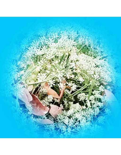 Caraway Herb, Salad & Garnish Favorite, Caraway Herb Seeds - [ Seed2Go.ca ] - [Seed Packets] - Herb Seeds - 