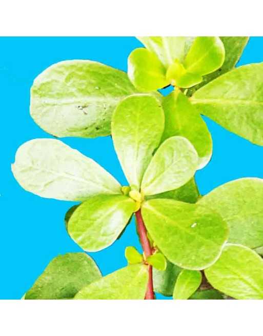 Golden Purslane & Green Purslane, Mix, Herb, கோழிக்கீரை, African, Indian, Middle East Herb Seeds - [ Seed2Go.ca ] - [Seed Packet