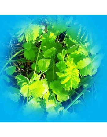 Forgotten Herb, Salad Burnet, Burnet Seeds - [ Seed2Go.ca ] - [Seed Packets] - Herb Seeds - 