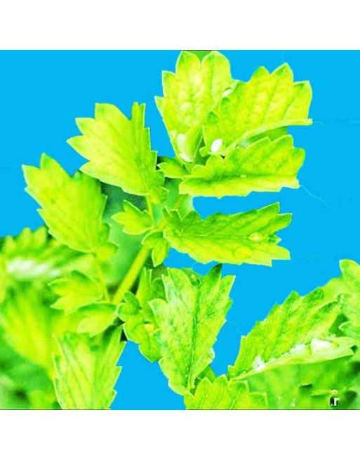 Forgotten Herb, Salad Burnet, Burnet Seeds - [ Seed2Go.ca ] - [Seed Packets] - Herb Seeds - 