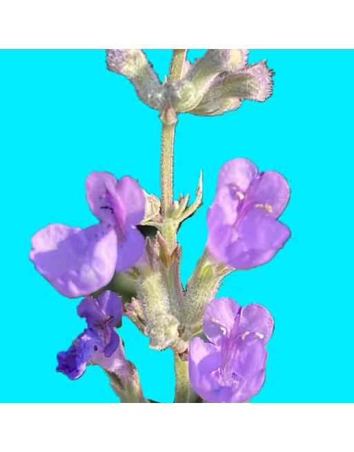 Korean Mint Herb, Agastache, Mint Seeds - [ Seed2Go.ca ] - [Seed Packets] - Herb Seeds - 