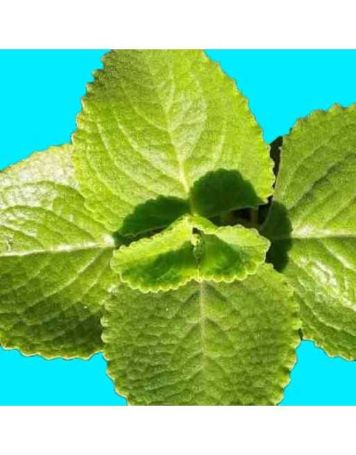 Tarahumara Chia, Rarámuri Chia, Chia Fresca, Mint Seeds, Mexico and Guatemala - [ Seed2Go.ca ] - [Seed Packets] - Herb Seeds - 