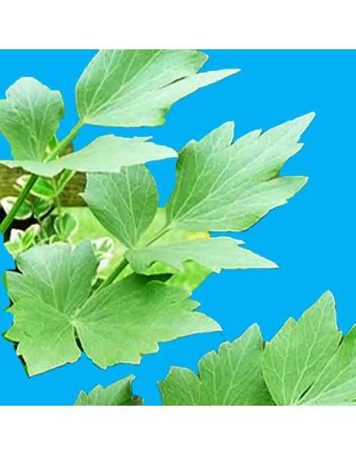 Lovage Celery Herb/Spice, Organic, Lovage Herb Seeds - [ Seed2Go.ca ] - [Seed Packets] - Herb Seeds - 