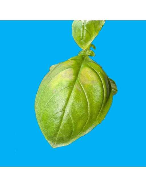 Genovese Basil Herb, Italian, Herb Seeds - [ Seed2Go.ca ] - [Seed Packets] - Herb Seeds - 