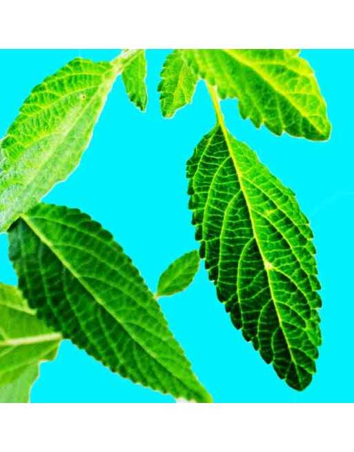 Latin/Mexican Oregano Heirloom, Herb, Latin/Mex Type Oregano - [ Seed2Go.ca ] - [Seed Packets] - Herb Seeds - 