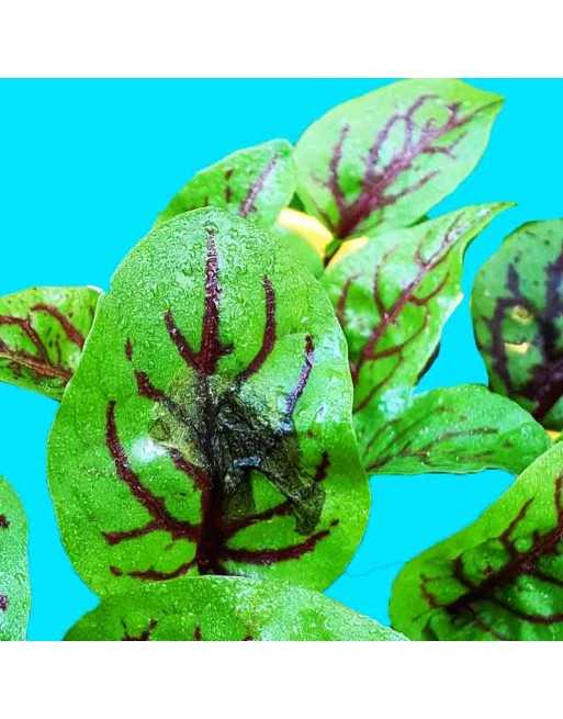 Red-Veined Sorrel, Rumex Sanguineus, Sorrel Seeds - [ Seed2Go.ca ] - [Seed Packets] - Leek - 