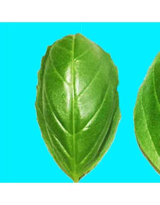 Sweet Basil, Genovese Type, Large Leaf, Mediterranean Seeds - [ Seed2Go.ca ] - [Seed Packets] - Herb Seeds - 