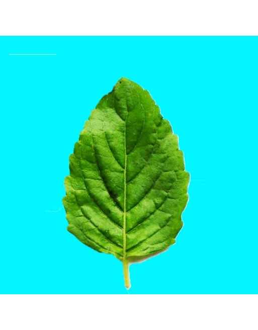 Holy Basil, Tulsi Basil, India Basil Seeds, Ocimum Tenuiflorum - [ Seed2Go.ca ] - [Seed Packets] - Herb Seeds - 