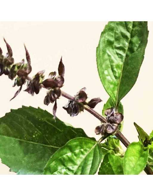 Cinnamon Basil, Mexican Spice Basil, Basil Seeds - [ Seed2Go.ca ] - [Seed Packets] - Herb Seeds - 
