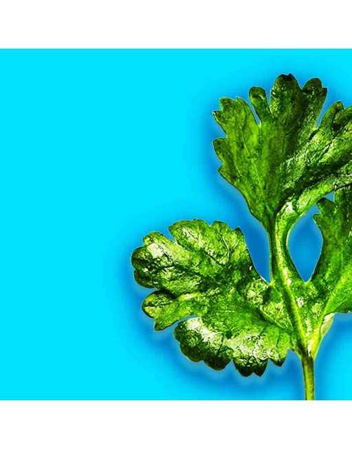 Wansoy Asian Cilantro Coriander, Asian Cilantro, Herb Seeds - [ Seed2Go.ca ] - [Seed Packets] - Herb Seeds - 