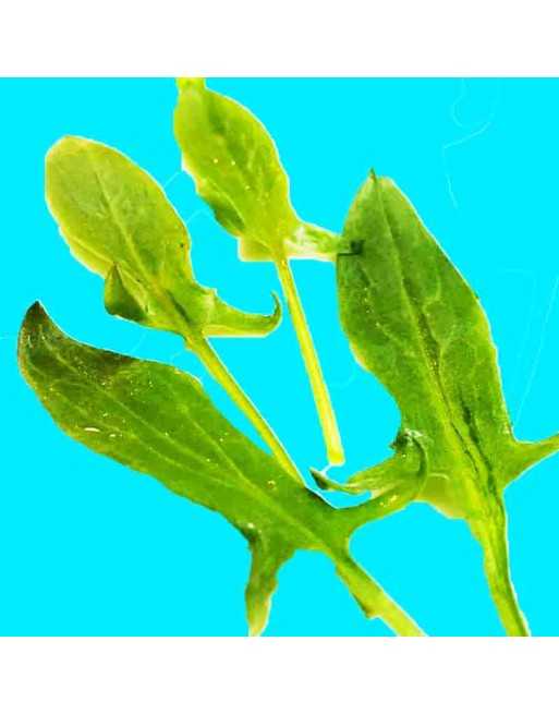 Green de Belleville Sorrel, French Type, Sorrel Herb - [ Seed2Go.ca ] - [Seed Packets] - Sorrel - 