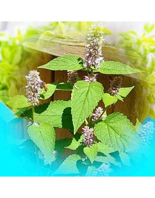 Hyssop Herb, Middle Eastern, Golden Jubilee, Agastache Foeniculum - [ Seed2Go.ca ] - [Seed Packets] - Herb Seeds - 
