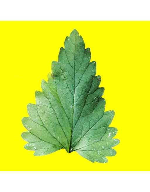 Catnip Herb/Spice, European, Catnip Seeds, Mint Family - [ Seed2Go.ca ] - [Seed Packets] - Herb Seeds - 
