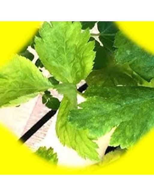 Japanese Parsley Seeds, Mitsuba East Asian Wild Parsley, San Ye Qin - [ Seed2Go.ca ] - [Seed Packets] - Parsley - 