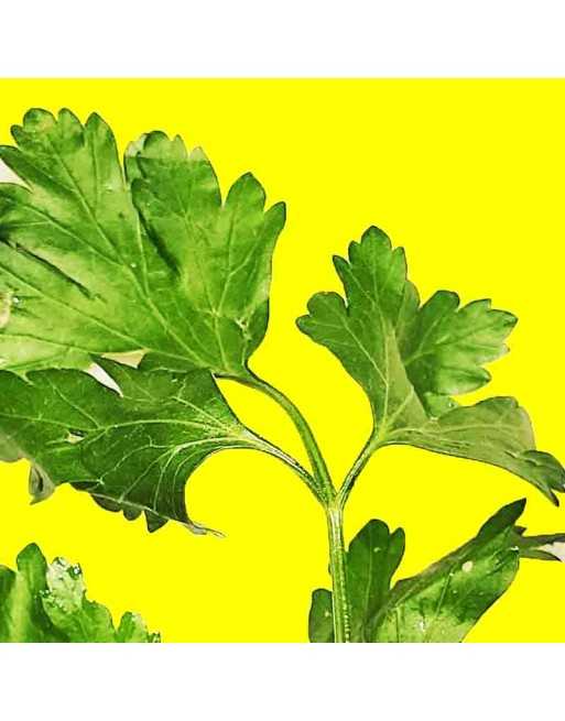 Italian Giant Parsley Seeds, Gigante Di Napoli Italia, Large Leaf Herb - [ Seed2Go.ca ] - [Seed Packets] - Herb Seeds - 