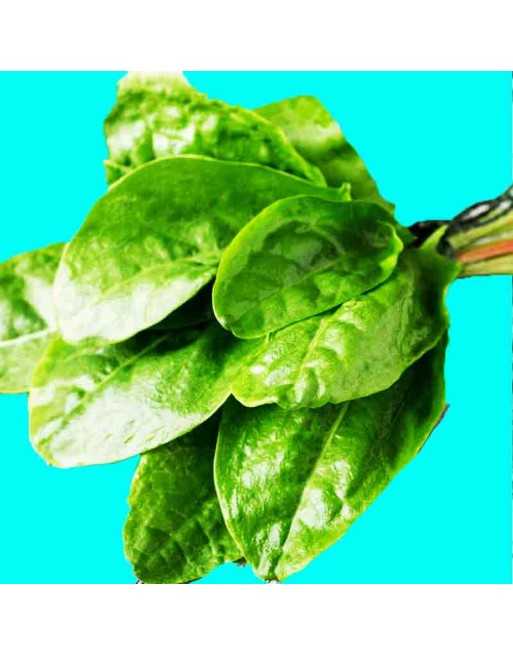 Sour Sorrel, Transylvanian, Ambada Bhaji, Herb Spice, Sorrel Seeds, Lemon Flavor - [ Seed2Go.ca ] - [Seed Packets] - Leek - 