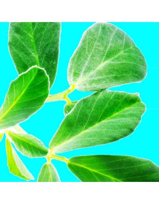 Fenugreek, Kasuri Samudra, Methi, Fenugreek Seeds, Herbs - [ Seed2Go.ca ] - [Seed Packets] - Herb Seeds - 