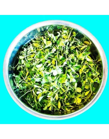 Fenugreek, Kasuri Samudra, Methi, Fenugreek Seeds, Herbs - [ Seed2Go.ca ] - [Seed Packets] - Herb Seeds - 