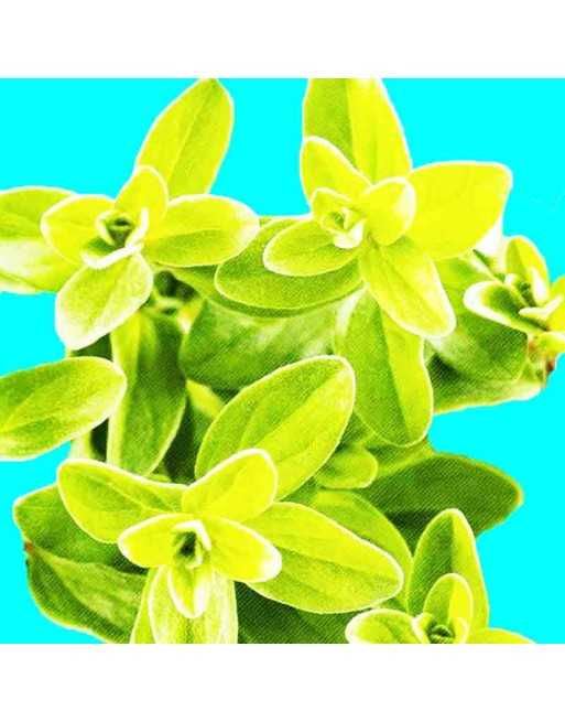 Sweet Marjoram Seeds, Herb, Markadoush, Bekaa Kafra, Lebanese - [ Shop Canadian Seeds Online ]  - Herb Seeds - 