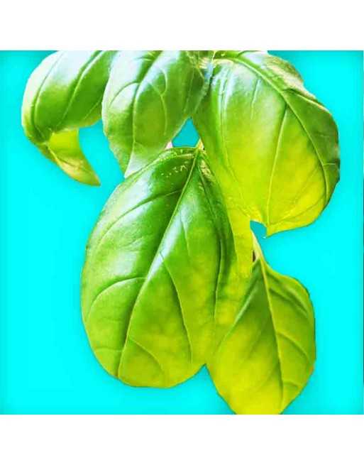 Mammoth 'British Basil' Ocimum Basilicum, Genovese Type, Basil Herb Seeds - [ Seed2Go.ca ] - [Seed Packets] - Herb Seeds - 