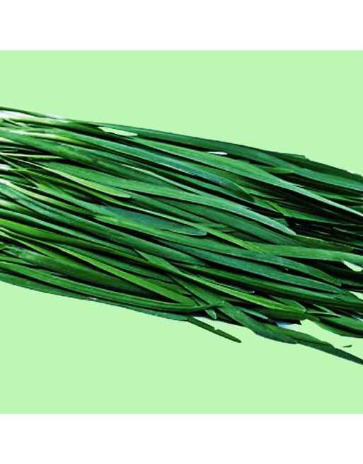 Nelly Dark Blue Organic Chives, Chive Herb Seeds - [ Seed2Go.ca ] - [Seed Packets] - Herb Seeds - 